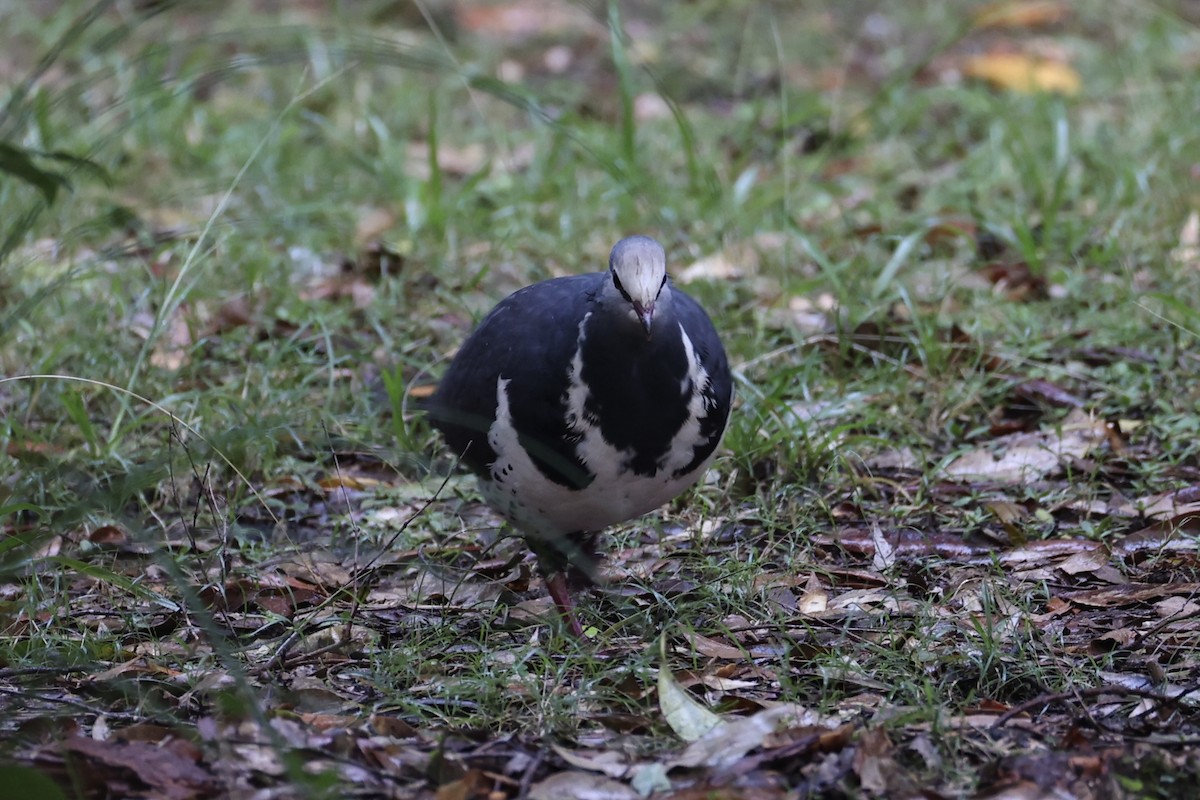 Wonga Pigeon - ML637734960