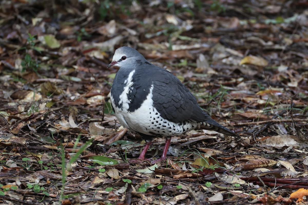 Wonga Pigeon - ML637734967