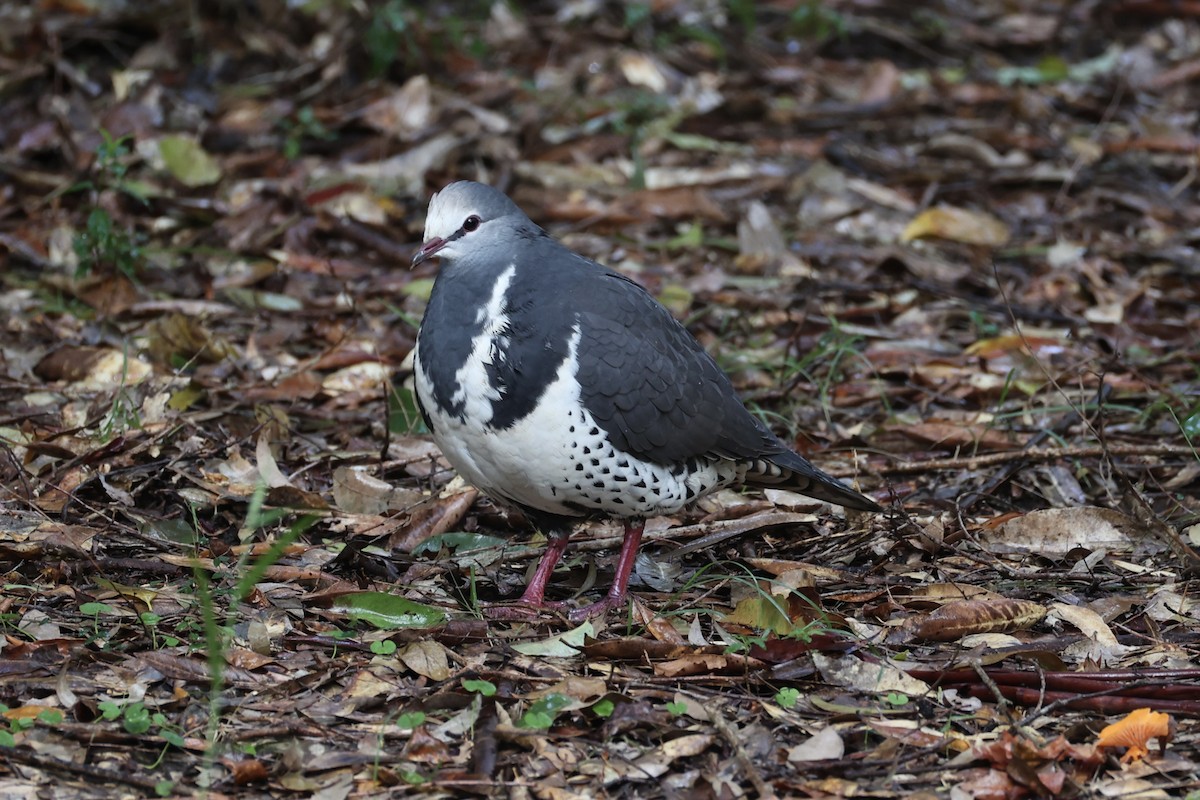 Wonga Pigeon - ML637734968
