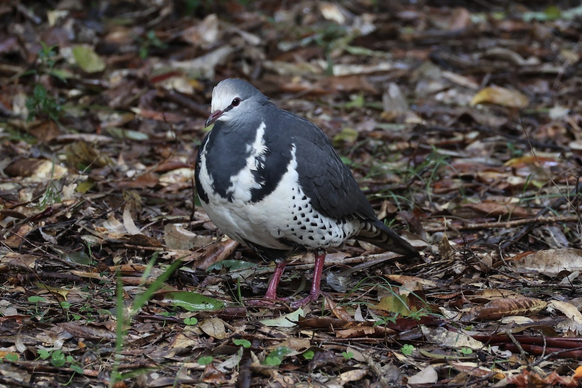 Wonga Pigeon - ML637734970