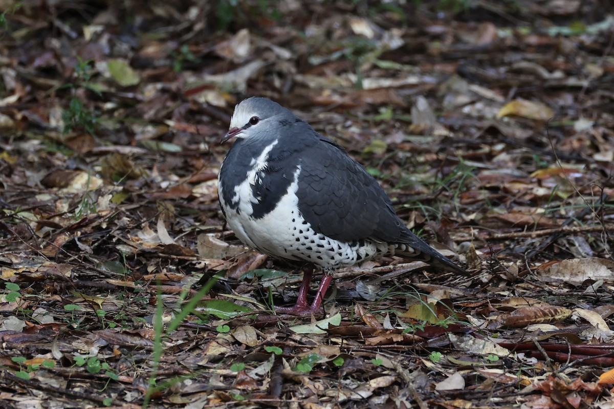 Wonga Pigeon - ML637734971