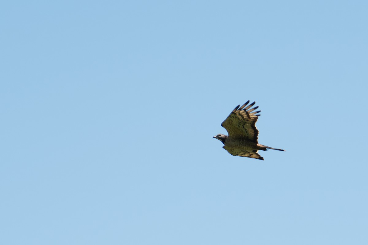 Oriental Honey-buzzard (Northern) - ML637735007