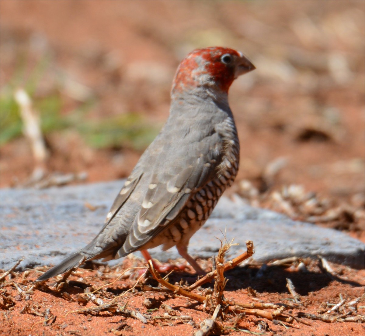 Red-headed Finch - ML637735028