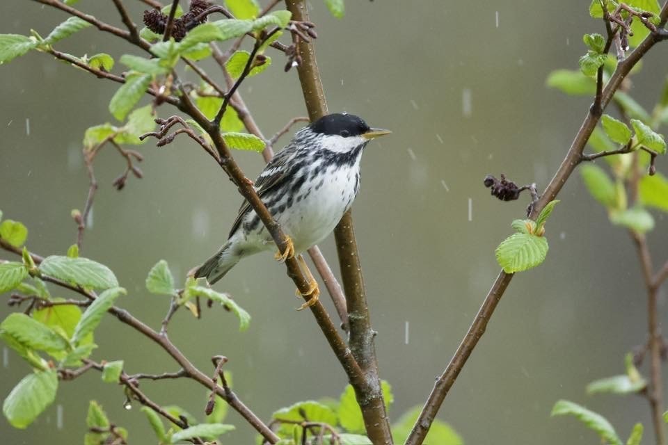 Blackpoll Warbler - ML637735118