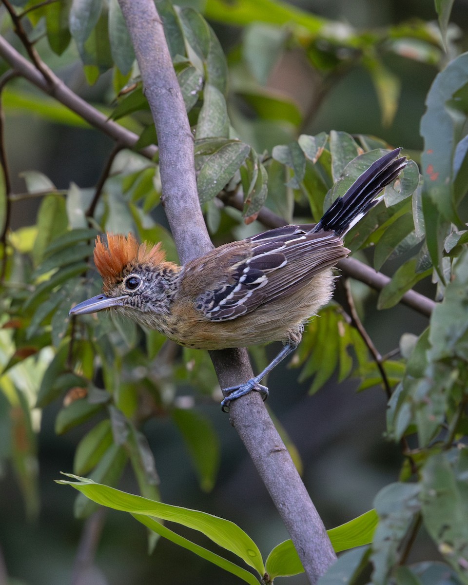 Black-crested Antshrike - ML637735206