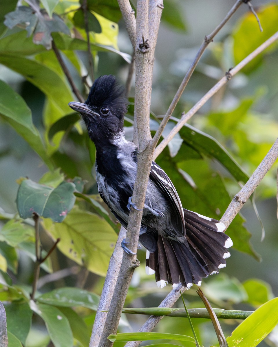 Black-crested Antshrike - ML637735207