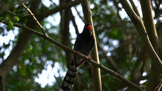 Taiwan Blue-Magpie - ML637735282