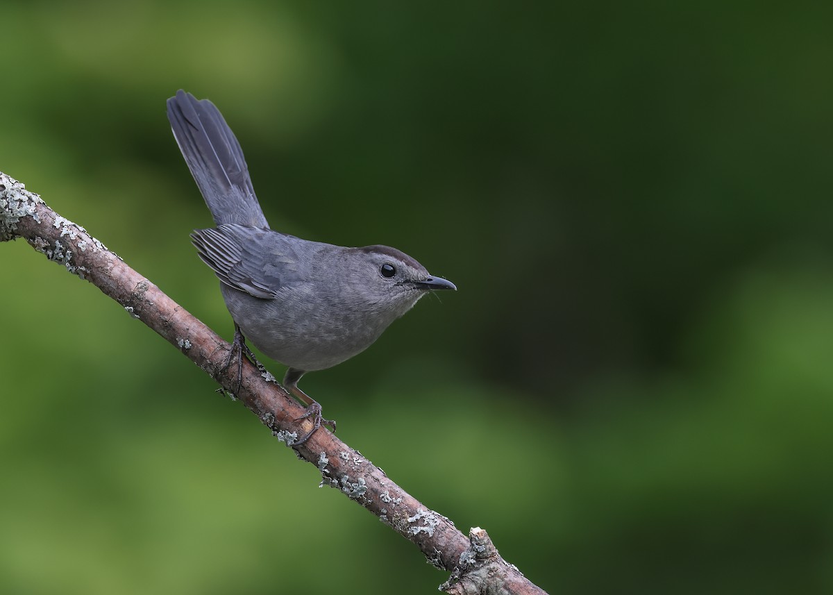 Gray Catbird - ML637735299