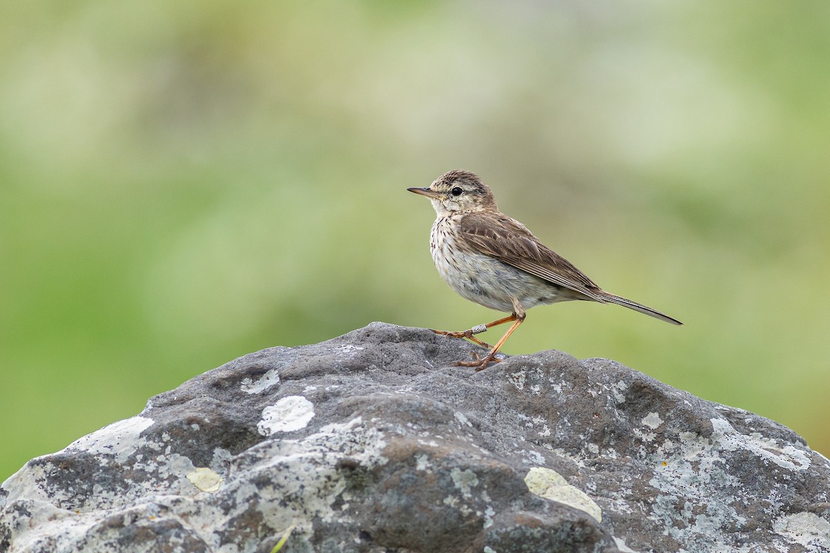 Berthelot's Pipit - ML637735320