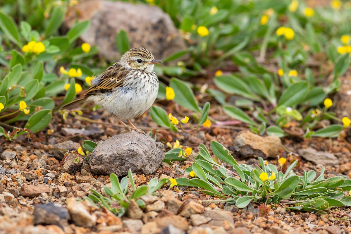 Berthelot's Pipit - ML637735322