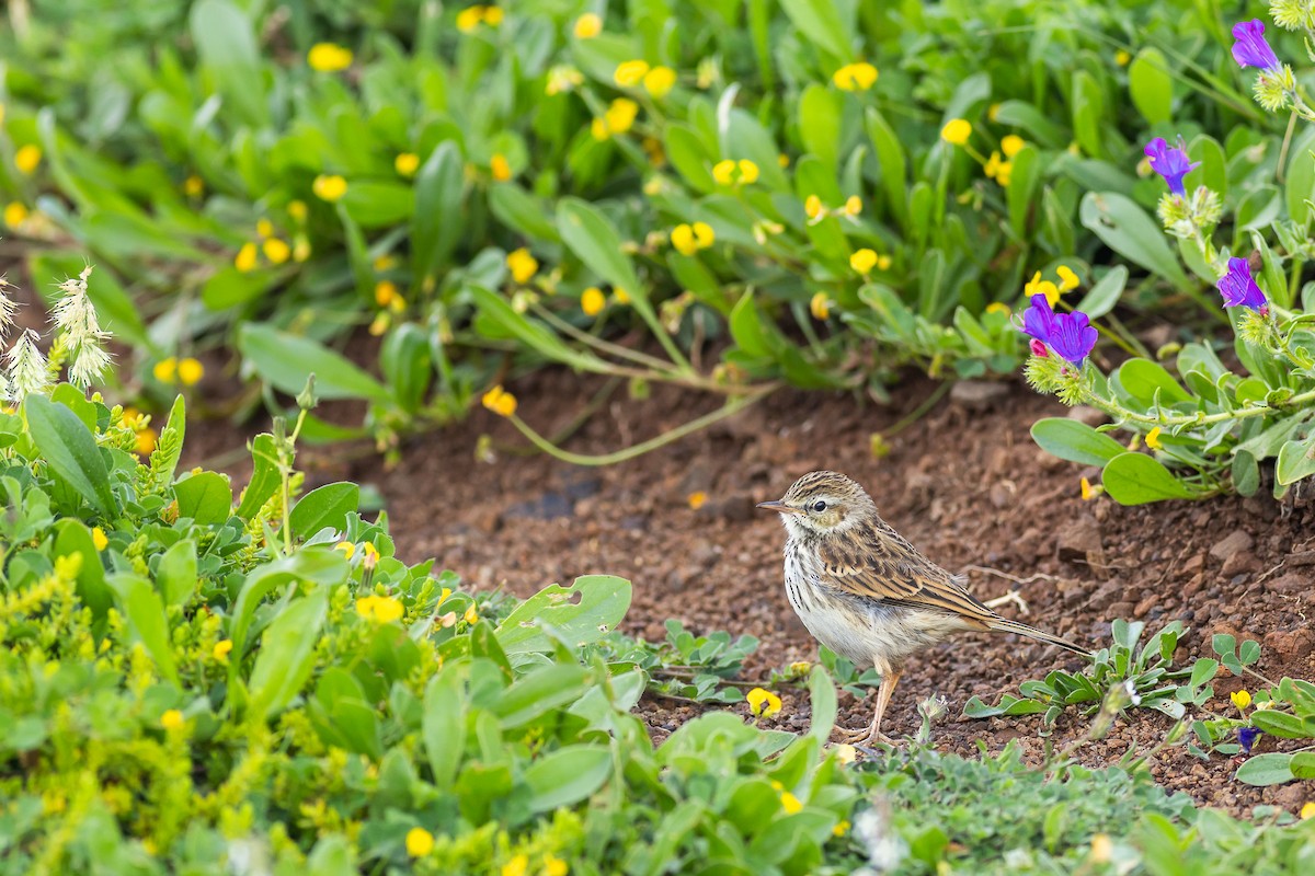 Berthelot's Pipit - ML637735323