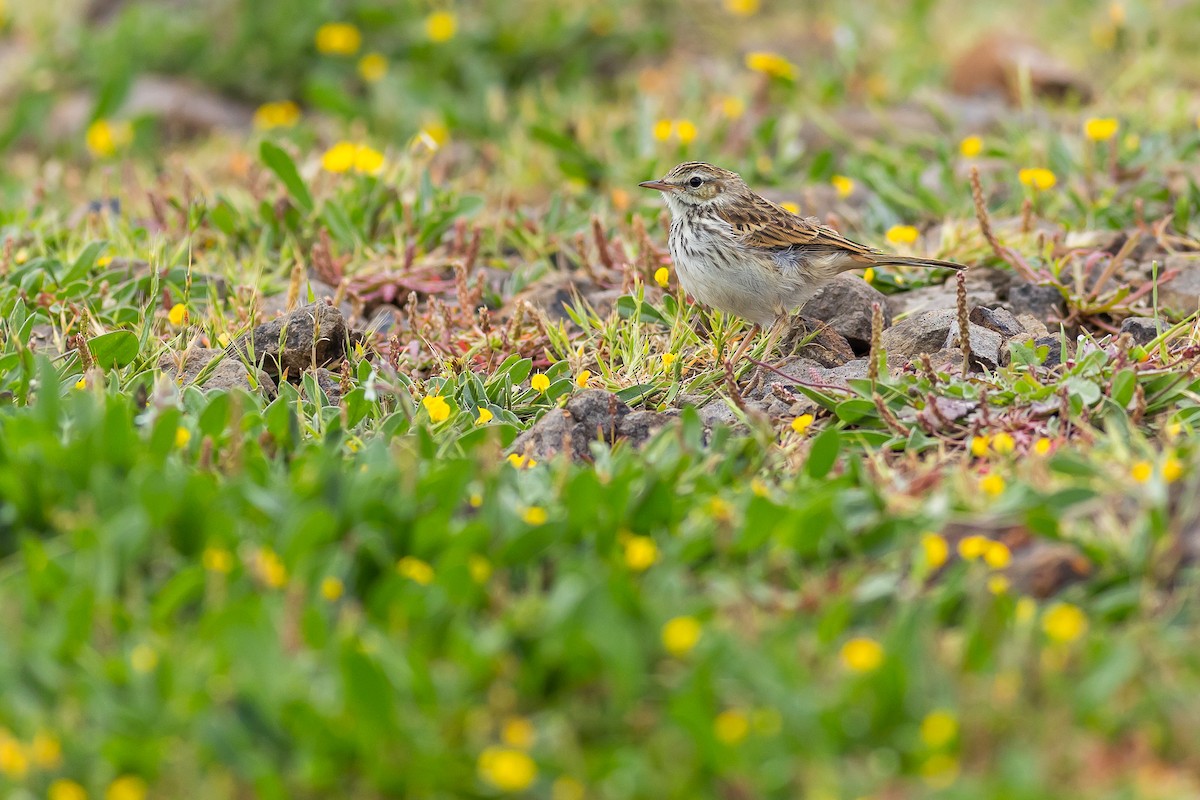 Berthelot's Pipit - ML637735324