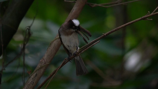 Light-vented Bulbul (formosae/orii) - ML637735325