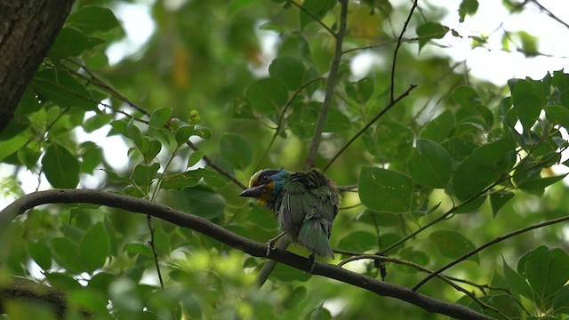 Taiwan Barbet - ML637735331
