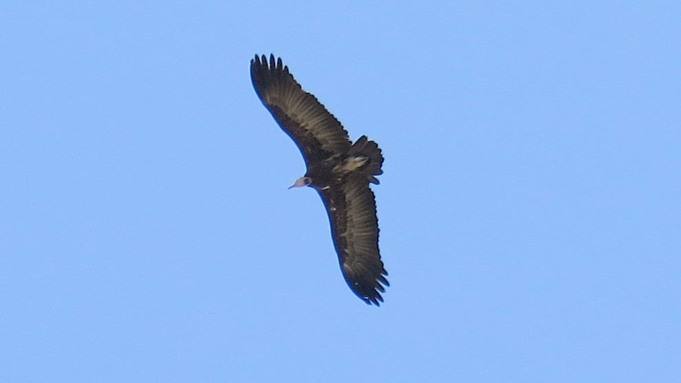 Keşiş Akbabası - ML637735339