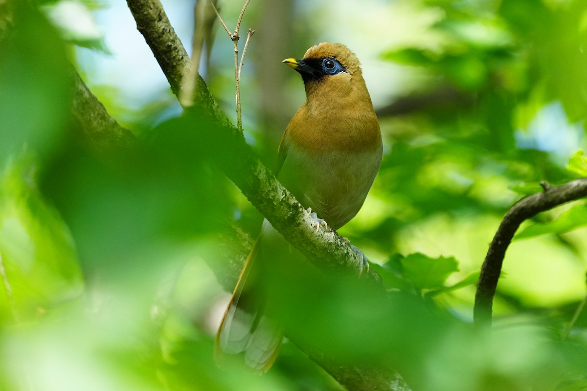Buffy Laughingthrush - ML637735346