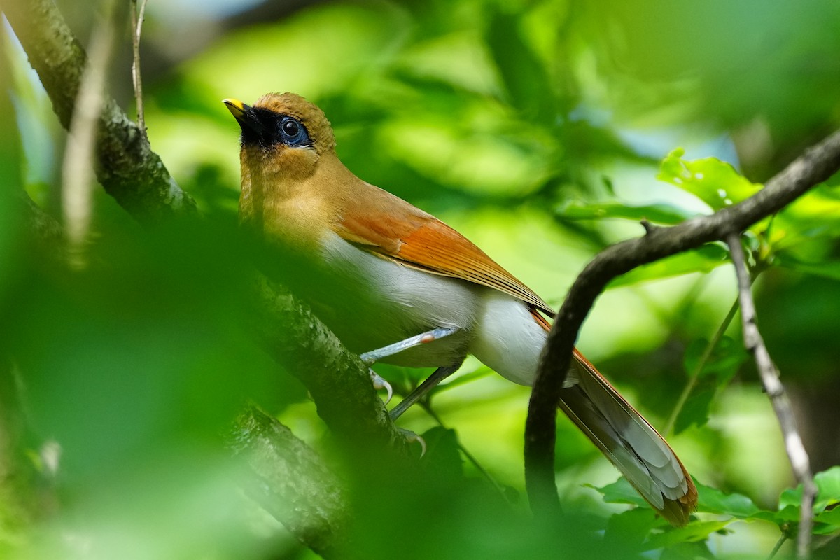 Buffy Laughingthrush - ML637735347