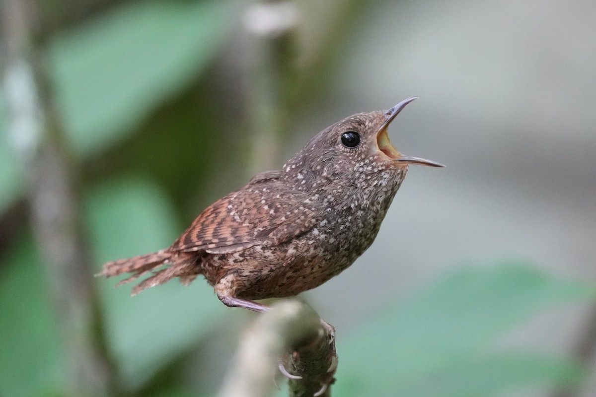 Spotted Elachura - ML637735351