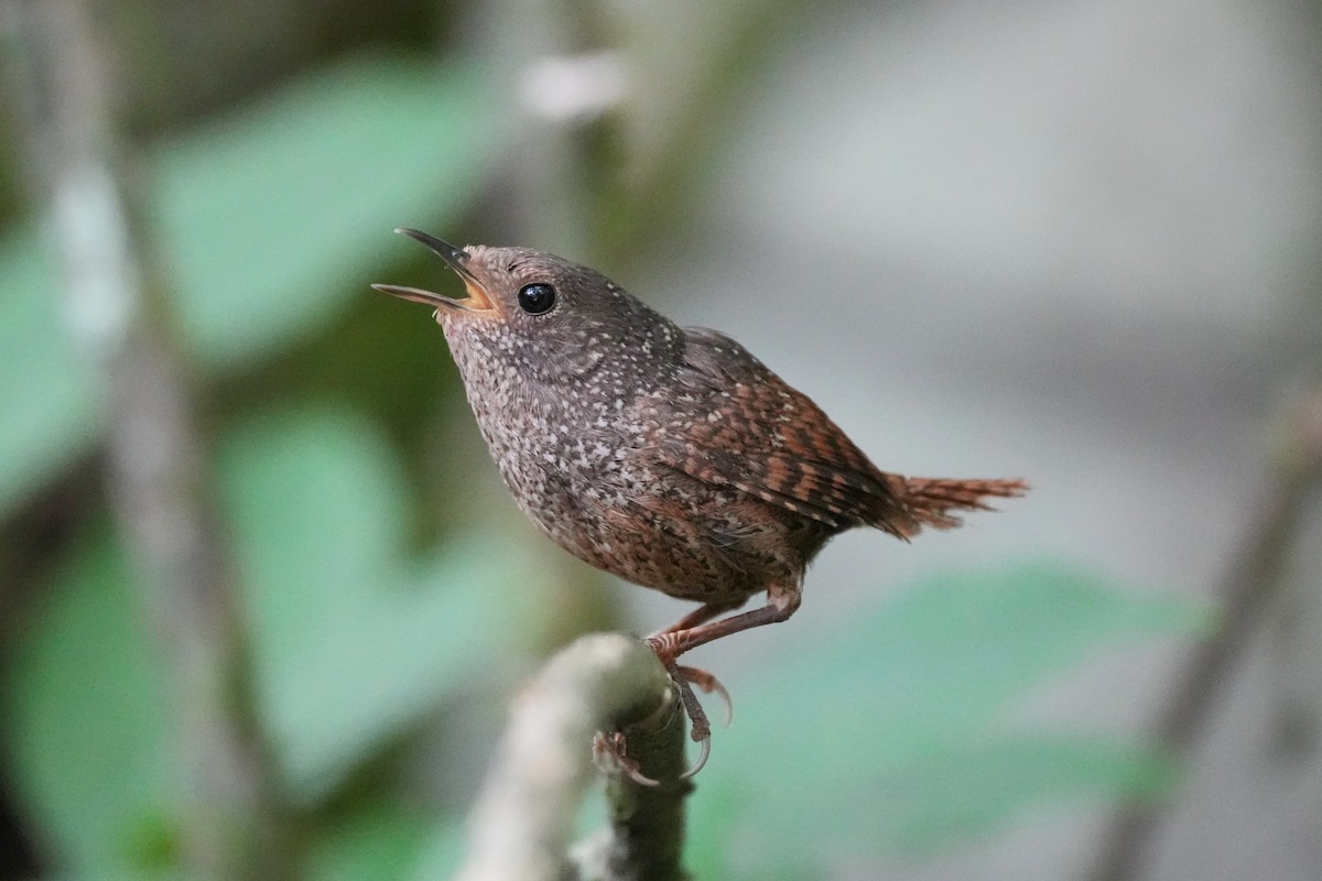 Spotted Elachura - ML637735352
