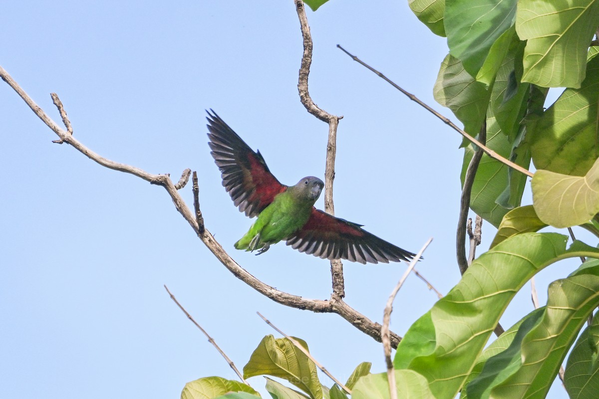 Blue-rumped Parrot - ML637735358