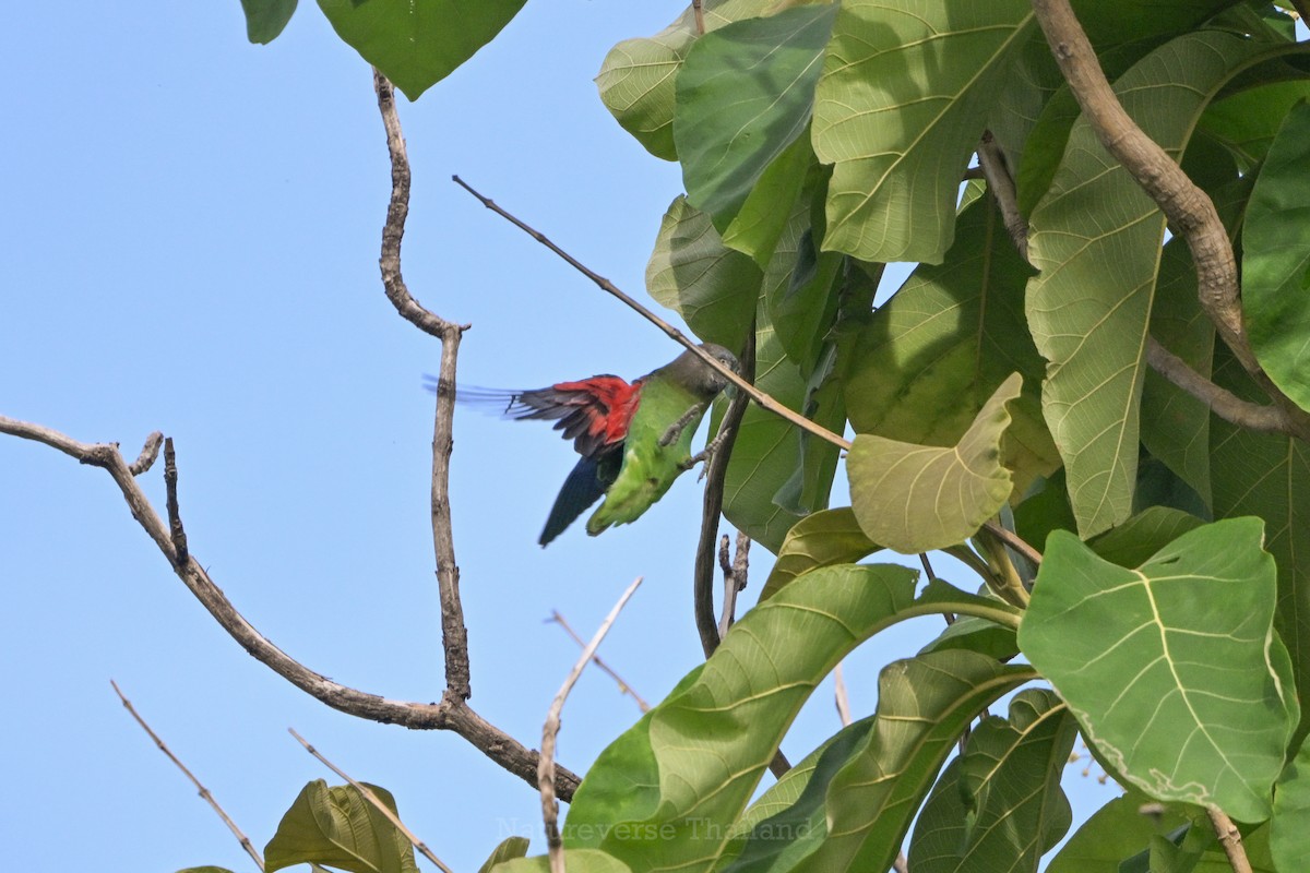 Blue-rumped Parrot - ML637735359