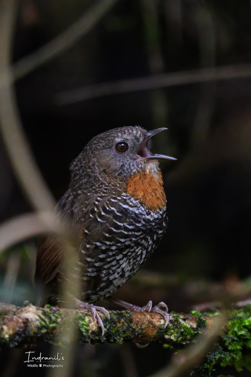 Mishmi Wren-Babbler - ML637735361