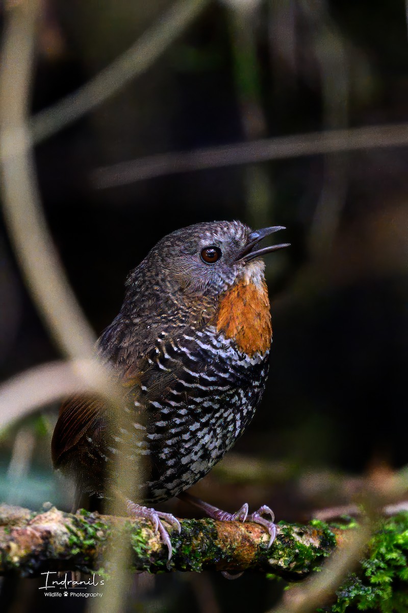 Mishmi Wren-Babbler - ML637735362
