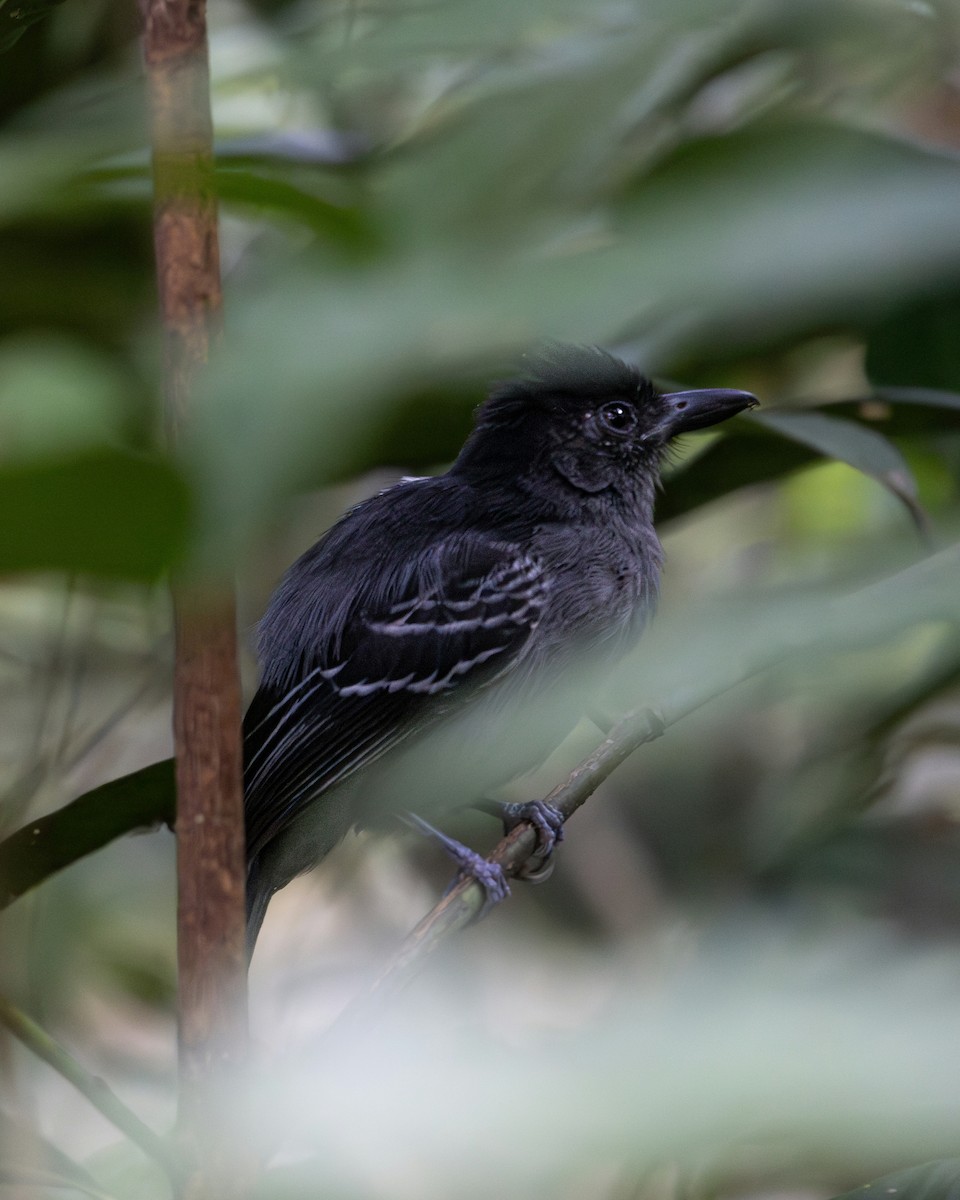 Blackish-gray Antshrike - ML637735377