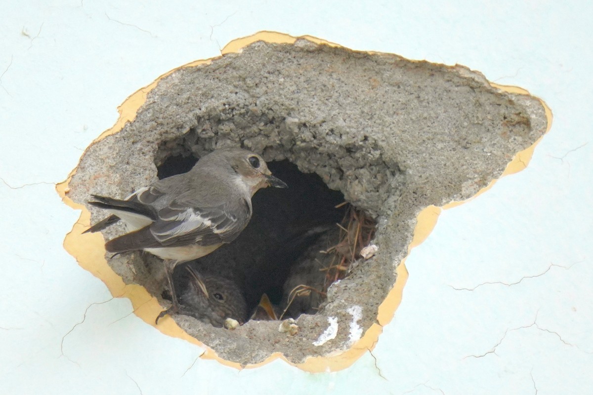 Atlas Flycatcher - ML637735409