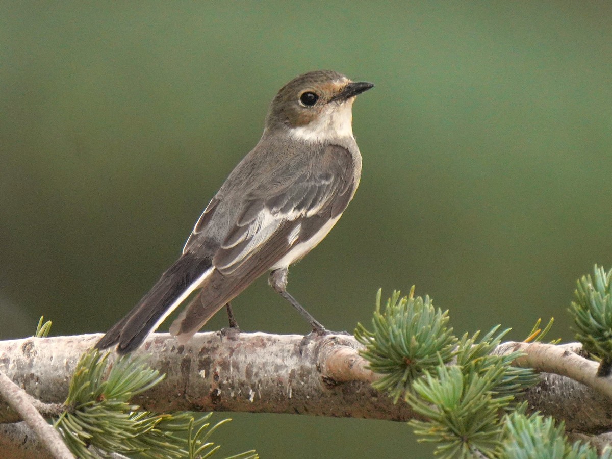 Atlas Flycatcher - ML637735410