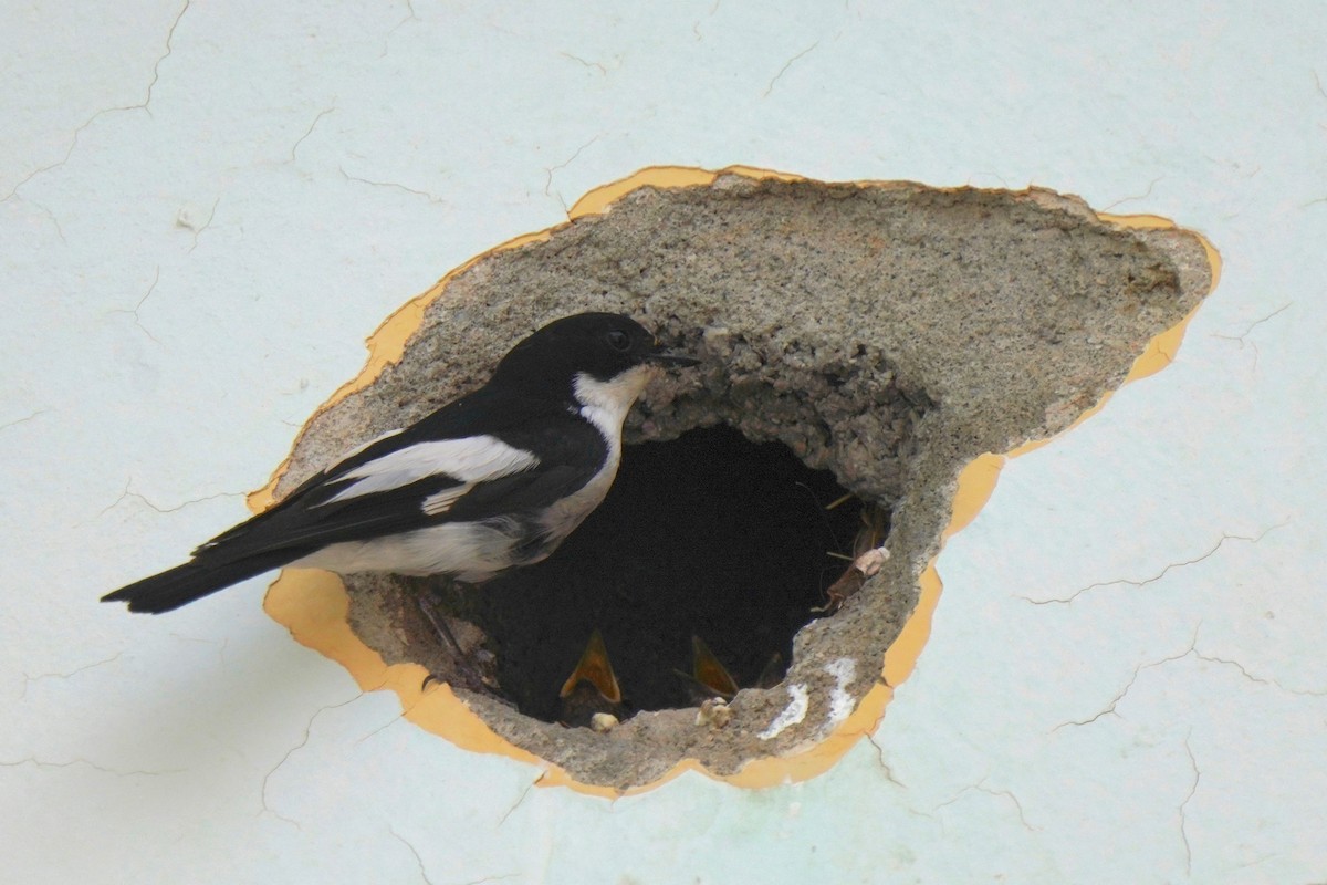 Atlas Flycatcher - ML637735411