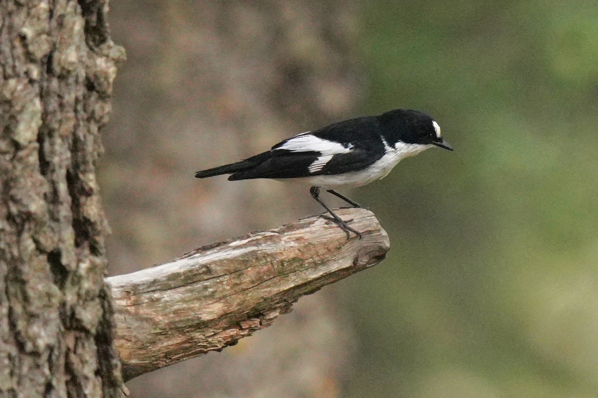 Atlas Flycatcher - ML637735417