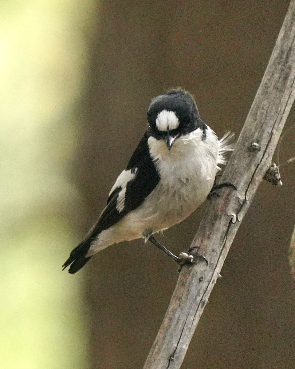 Atlas Flycatcher - ML637735418