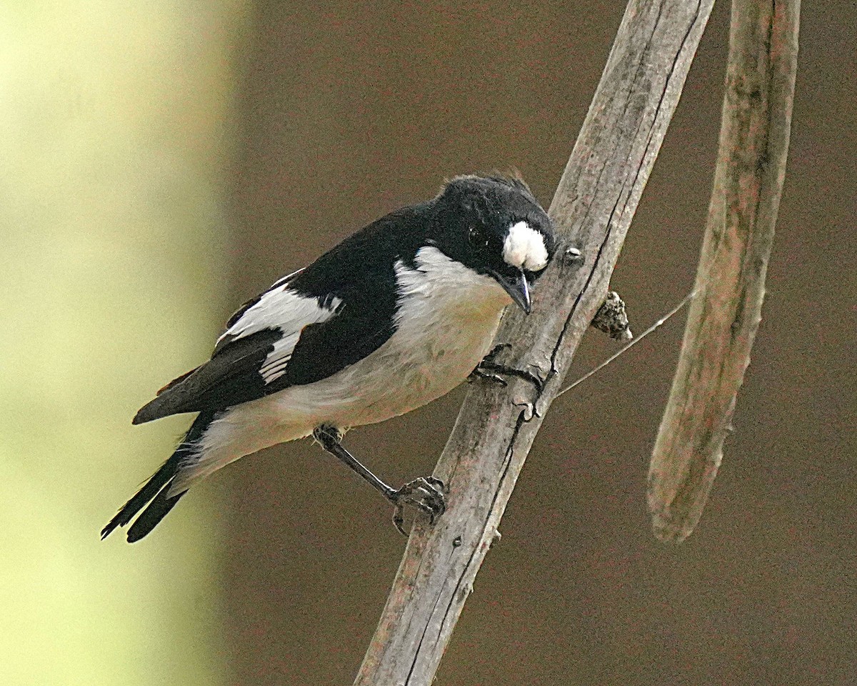 Atlas Flycatcher - ML637735420