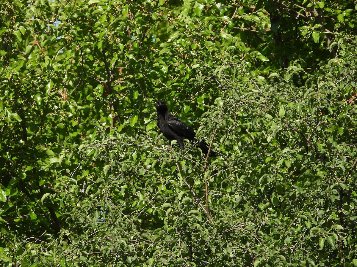 American Crow - ML637735460