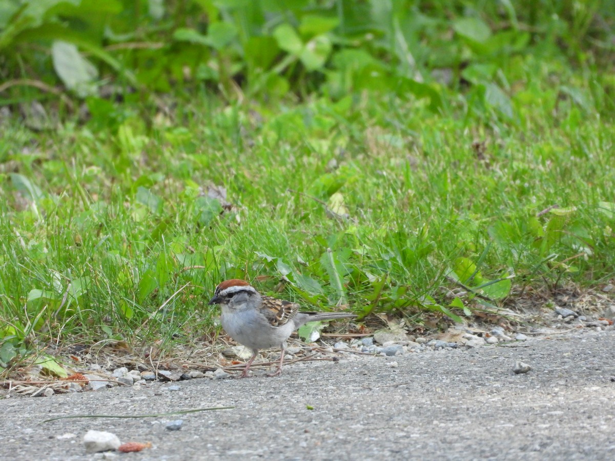 Chipping Sparrow - ML637735473