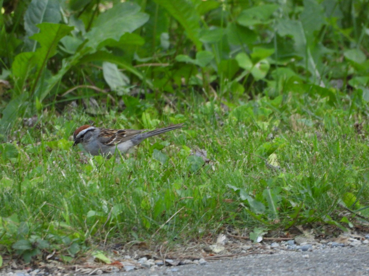 Chipping Sparrow - ML637735474