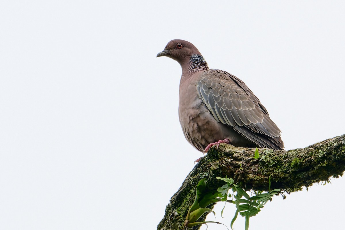 Picazuro Pigeon - ML637735477