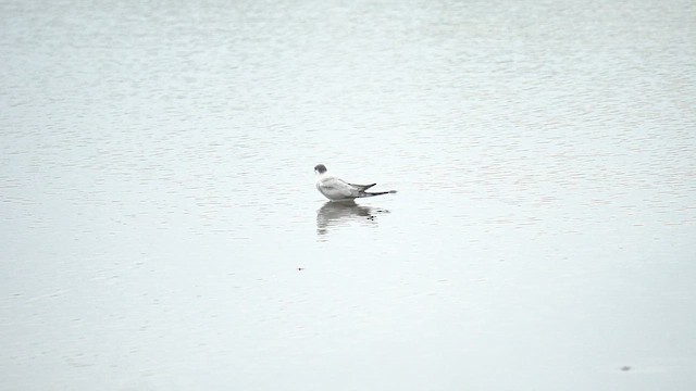 Whiskered Tern - ML637735494