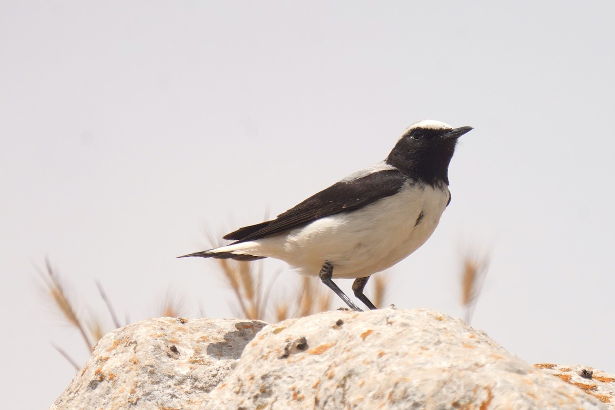 Atlas Wheatear - ML637735503
