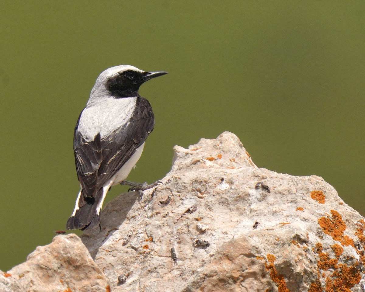 Atlas Wheatear - ML637735505