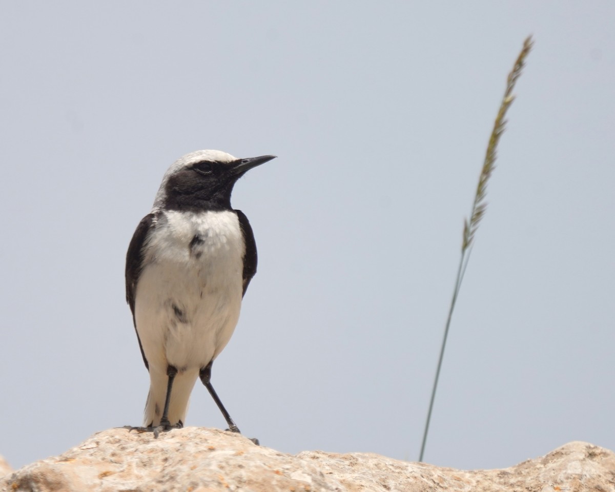 Atlas Wheatear - ML637735506