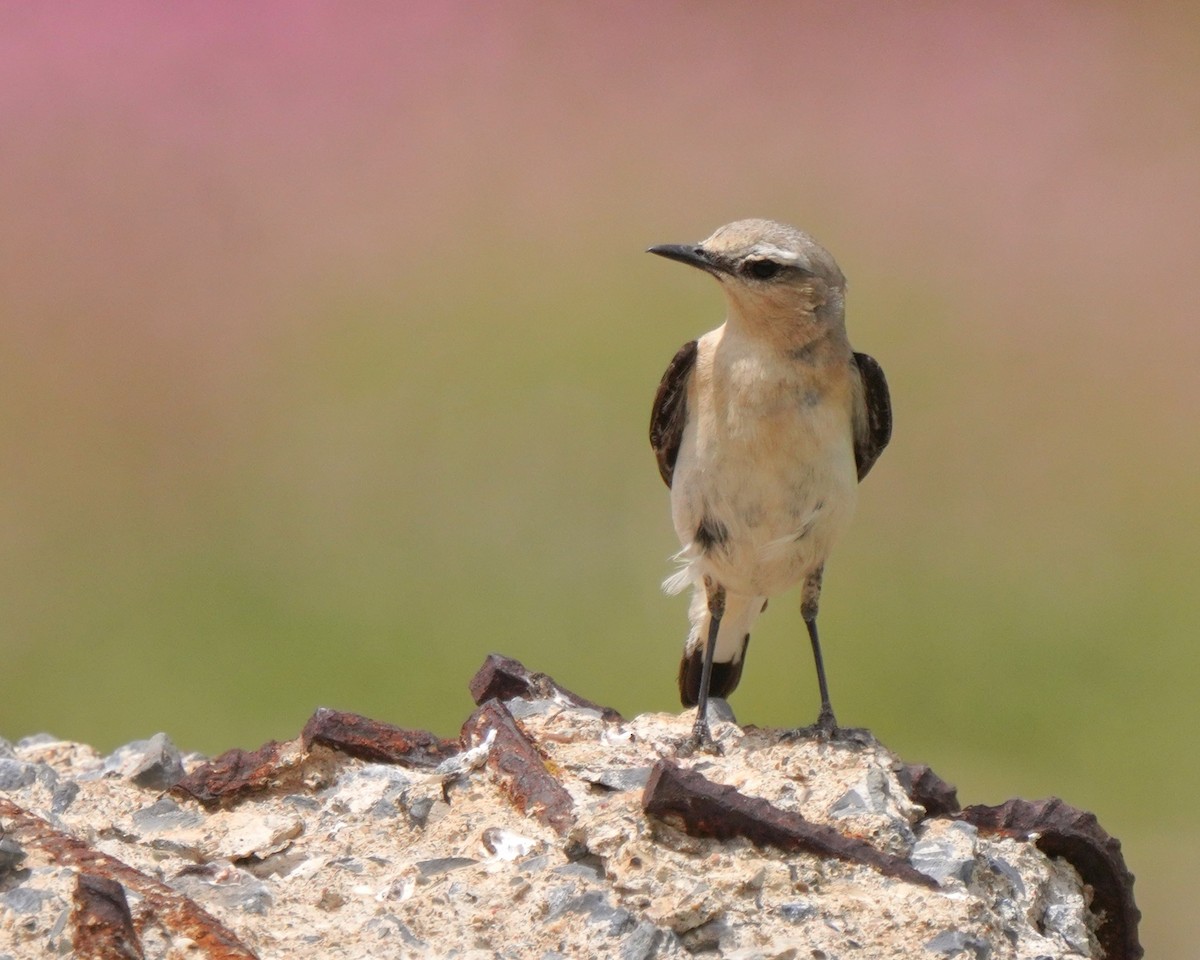 Atlas Wheatear - ML637735513