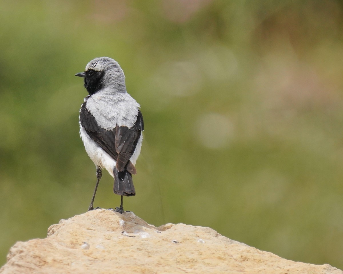 Atlas Wheatear - ML637735514