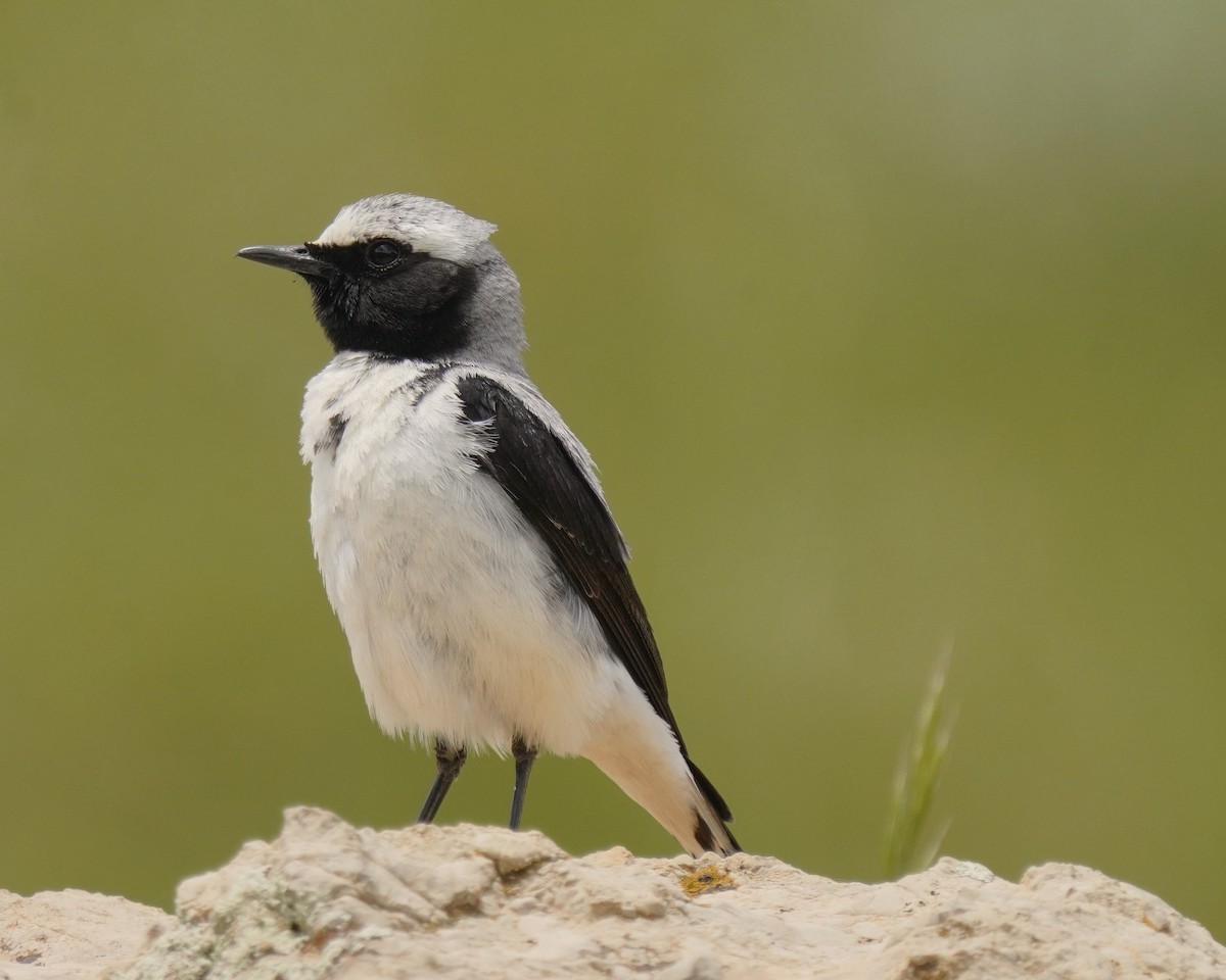 Atlas Wheatear - ML637735515