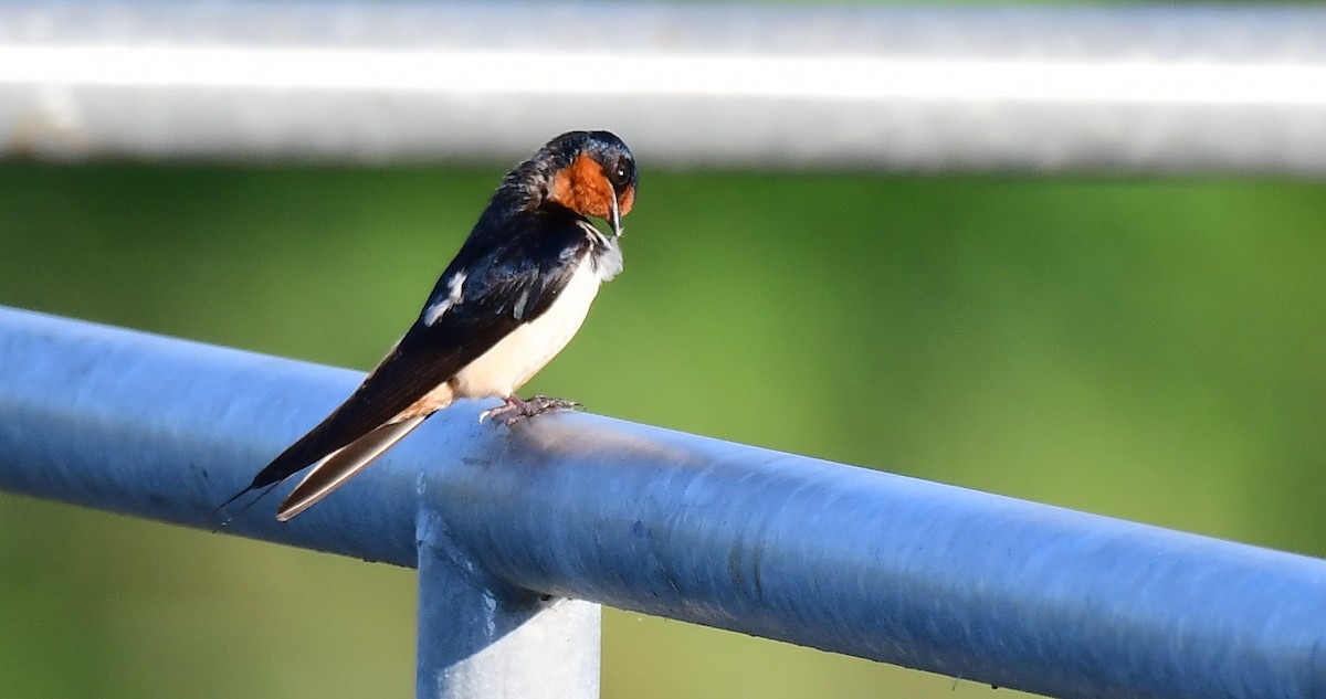 swallow sp. - ML637735523