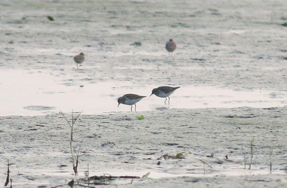Little Stint - ML637735605