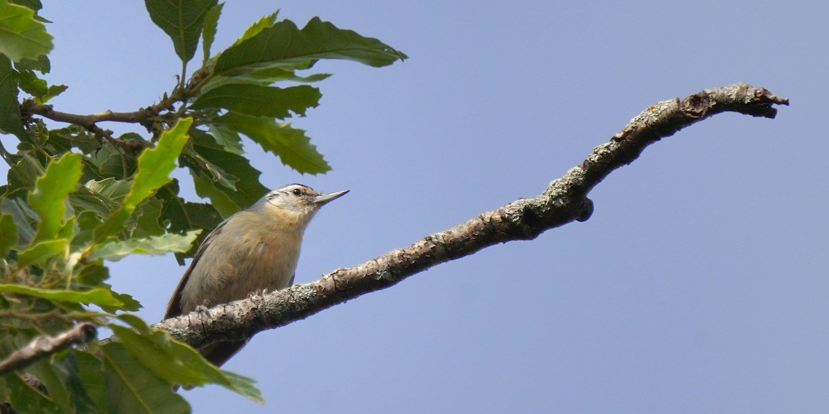 brhlík kabylský - ML637735630