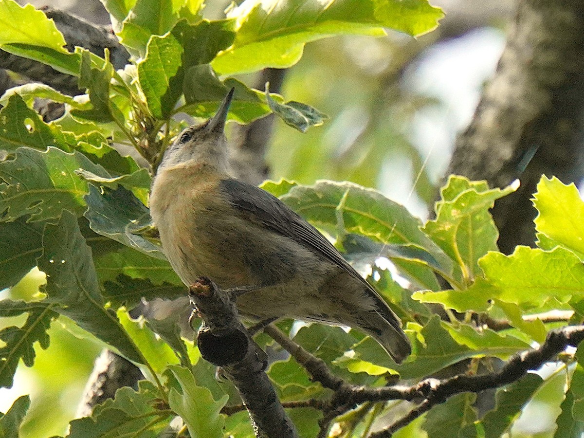 brhlík kabylský - ML637735633