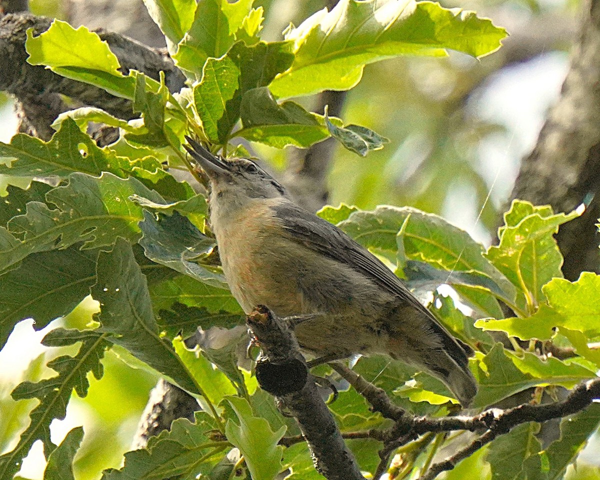 brhlík kabylský - ML637735634